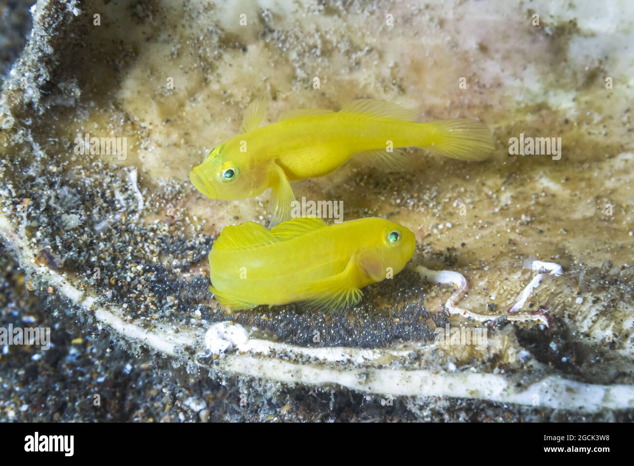 Closeup of tiny bright yellow Gobiodon okinawae or Okinawa goby fishes swimimng near coral reef undersea Stock Photo