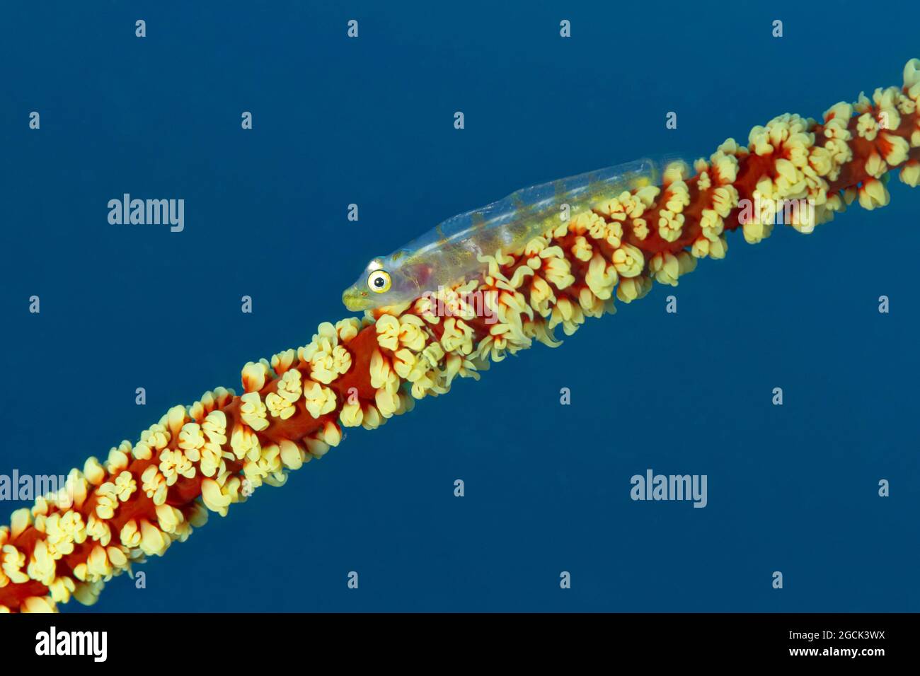 Closeup of tiny semi transparent Bryaninops yongei or Whip coral goby fish near Cirripathes anguina coral in dark sea water Stock Photo