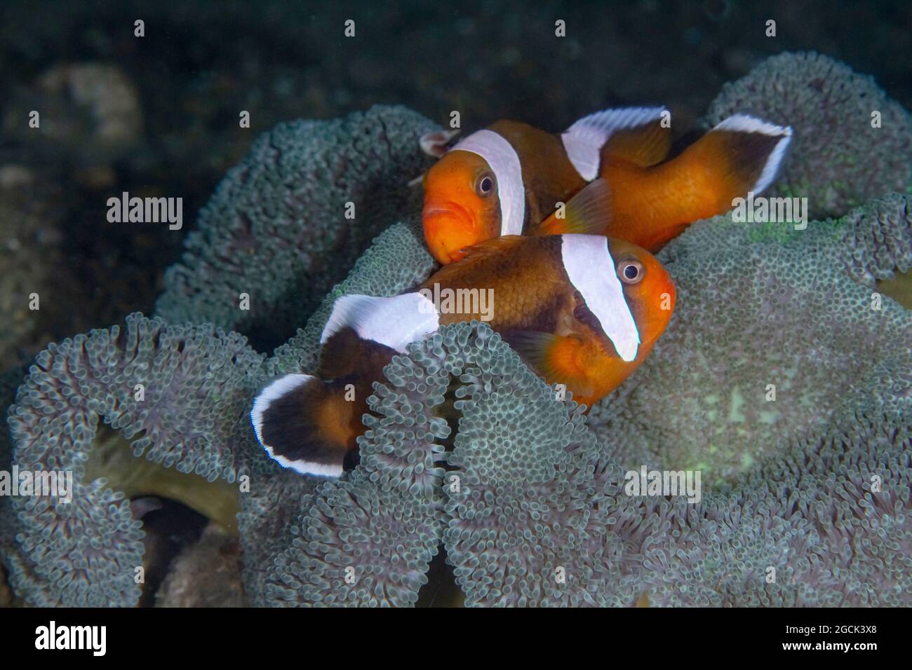 Closeup of pair of bright colorful striped Amphiprion polymnus or Saddleback clownfish fishes swimming at sea bottom Stock Photo