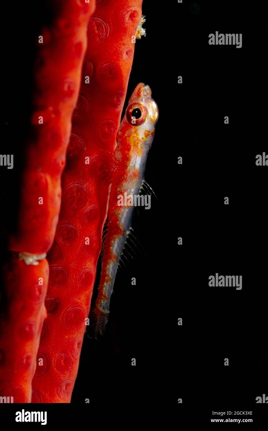 Closeup of tiny semi transparent Bryaninops yongei or Whip coral goby fish near Cirripathes anguina coral in dark sea water Stock Photo