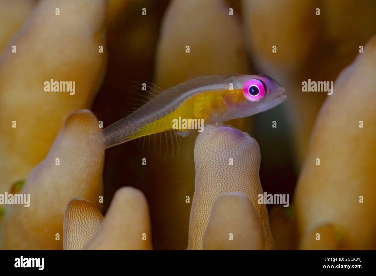 Closeup of small exotic tropical marine Bryaninops natans or Redeye goby fish swimming among coral reefs undersea Stock Photo