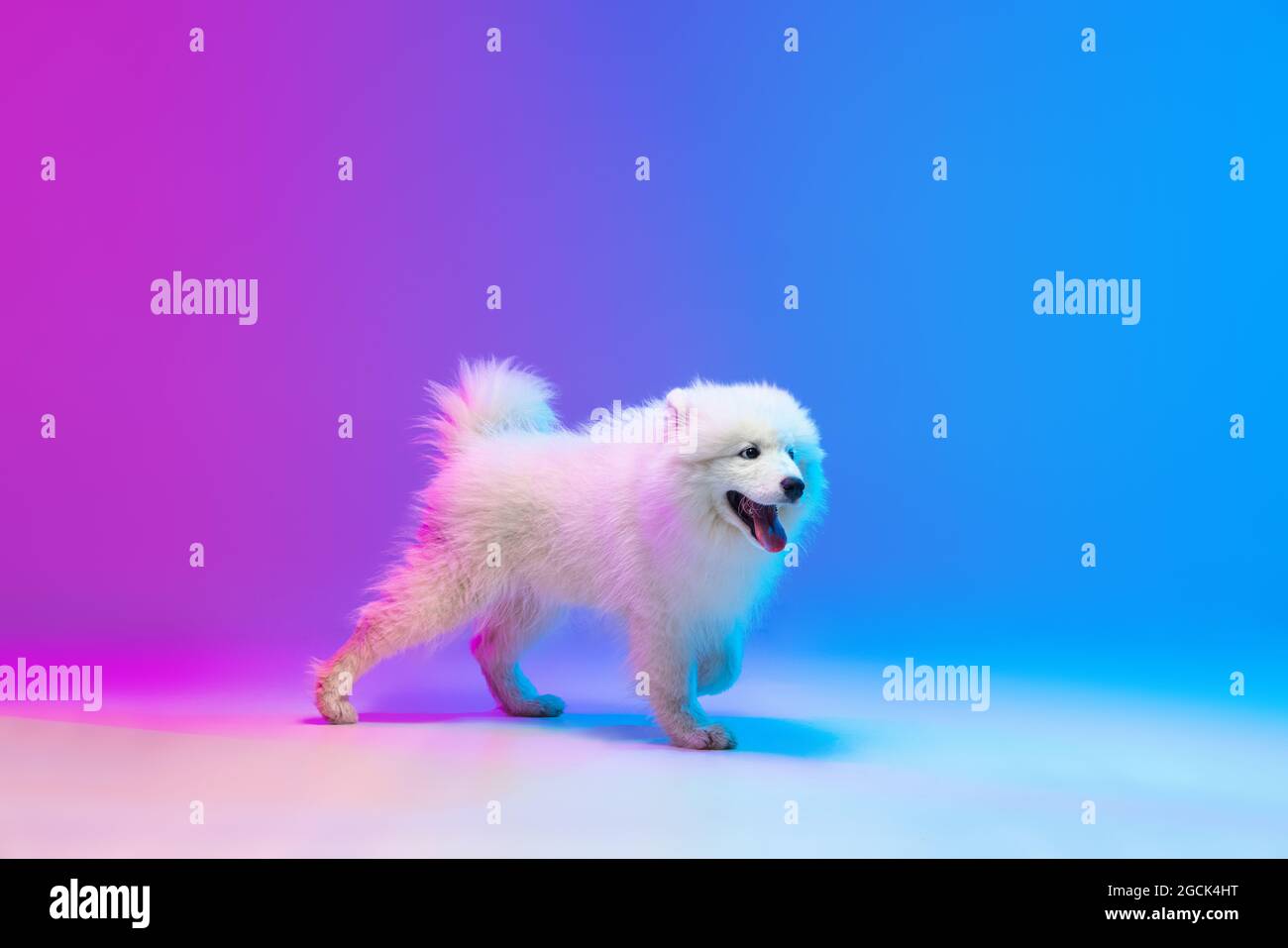 Portrait of cute white beautiful Samoyed dog posing isolated on