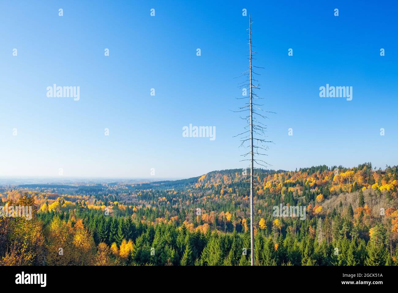 Beautiful autumn colors in a view of the forest Stock Photo - Alamy