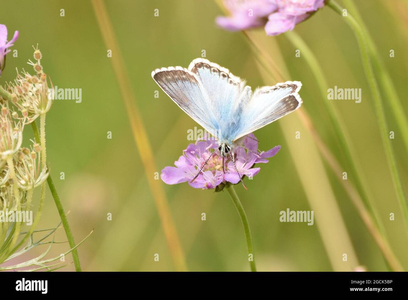 Chalkhill Blue butterfly feeding on nectar from a field scabious wildflower in a meadow. Hertfordshire, England, UK. Stock Photo