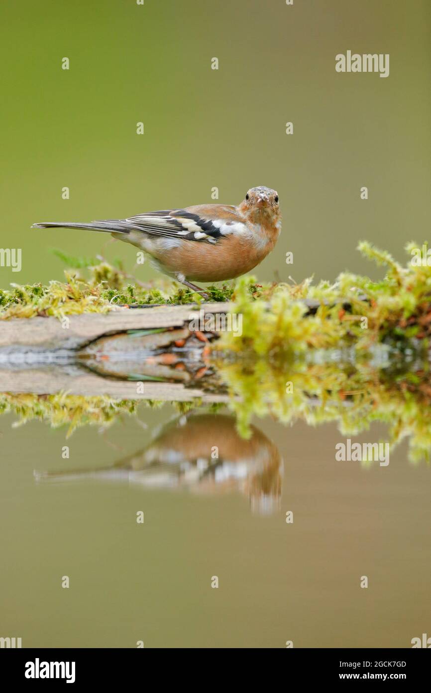 zoology, birds (Aves), Chaffinch, Fringilla coelebs, NO-EXCLUSIVE-USE FOR FOLDING-CARD-GREETING-CARD-POSTCARD-USE Stock Photo