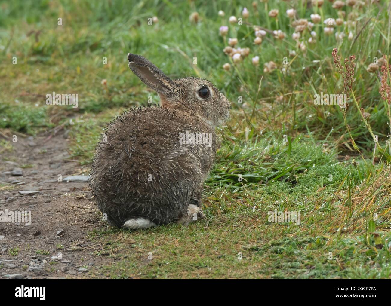 Rabbit (Oryctolagus cuniculus), feeding, Sumburgh head, Shetland Stock ...