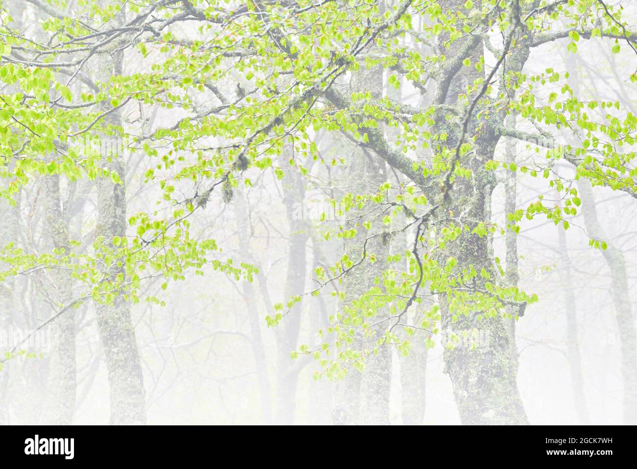 Lush green forest in summer hi-res stock photography and images - Alamy