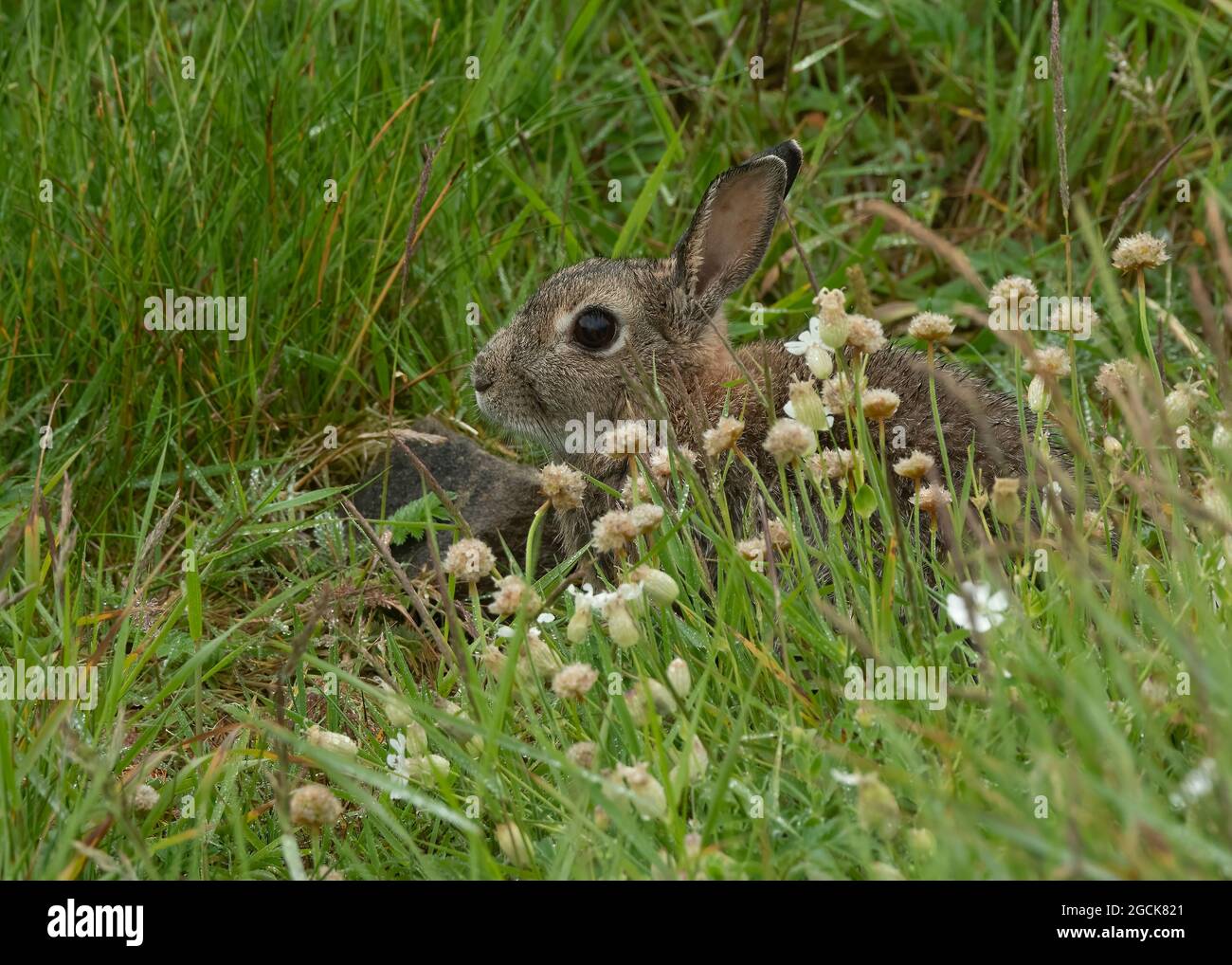 Rabbit (Oryctolagus cuniculus), feeding, Sumburgh head, Shetland Stock ...