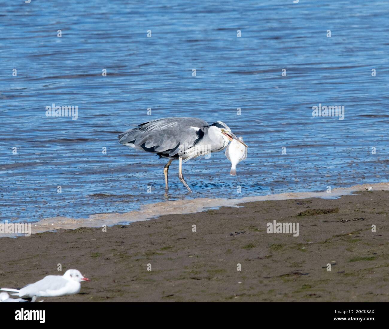 Grey Heron eating a fish (Ardea cinerea Stock Photo Alamy