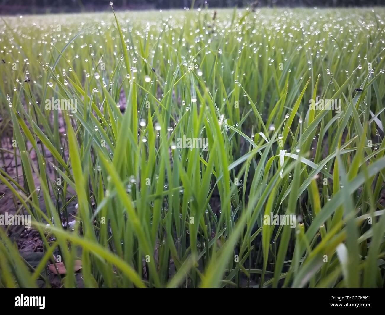 Closeup shot of green grass with dew in the field Stock Photo - Alamy