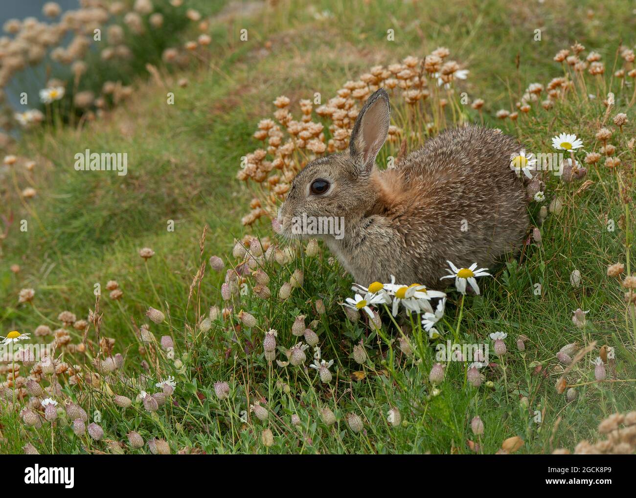 Rabbit (Oryctolagus cuniculus), feeding, Sumburgh head, Shetland Stock ...
