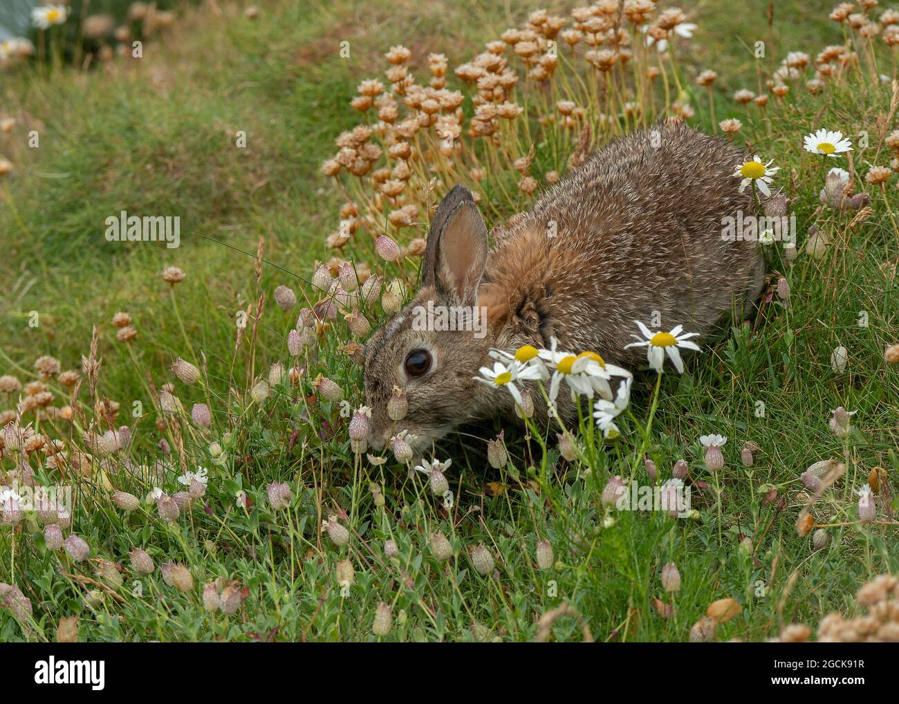 Rabbit (Oryctolagus cuniculus), feeding, Sumburgh head, Shetland Stock ...
