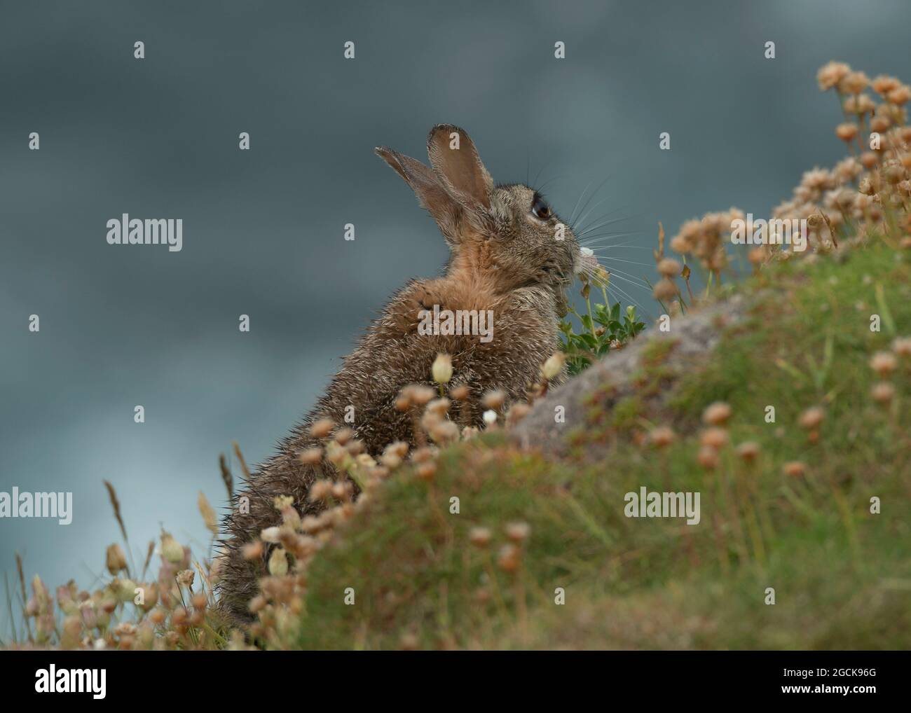 Rabbit (Oryctolagus cuniculus), feeding, Sumburgh head, Shetland Stock ...