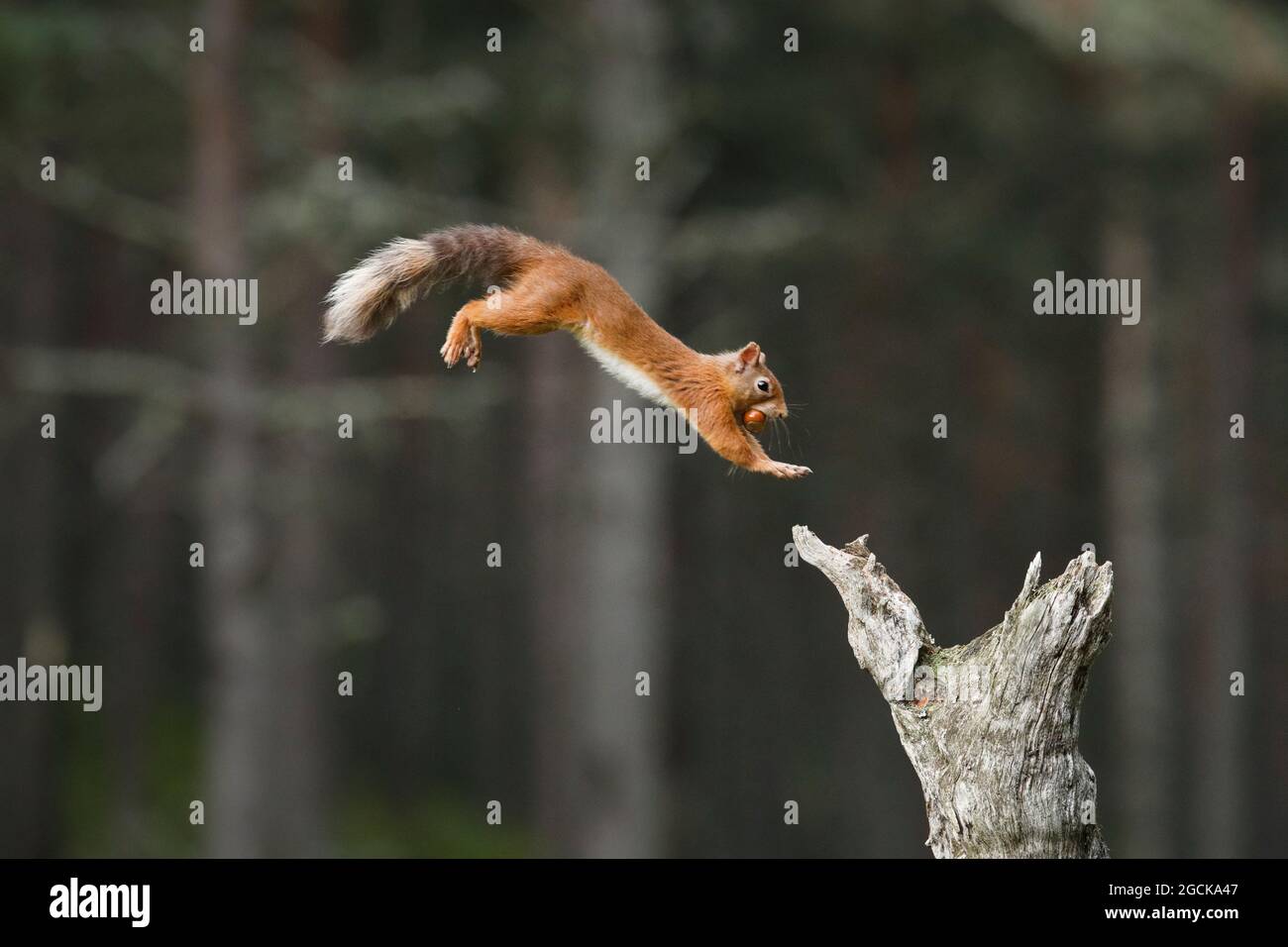 zoology, mammal (mammalia), squirrel, Sciurus vulgaris, NO-FOLDING-CARD-GREETING-CARD-POSTCARD-USE, EUROPE, 2020-2032 Stock Photo