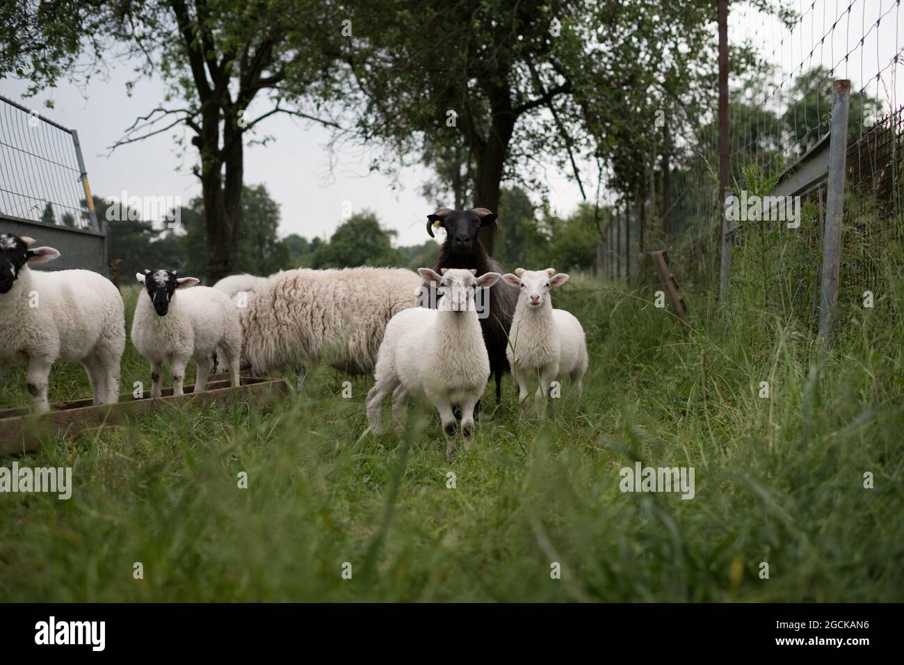 Sheep by a wired fence on a farm Stock Photo