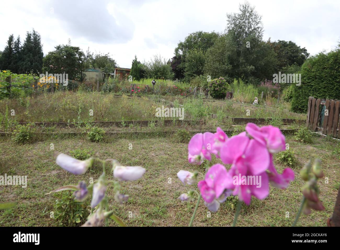 Altenburg, Germany. 02nd Aug, 2021. Flowers bloom in front of an