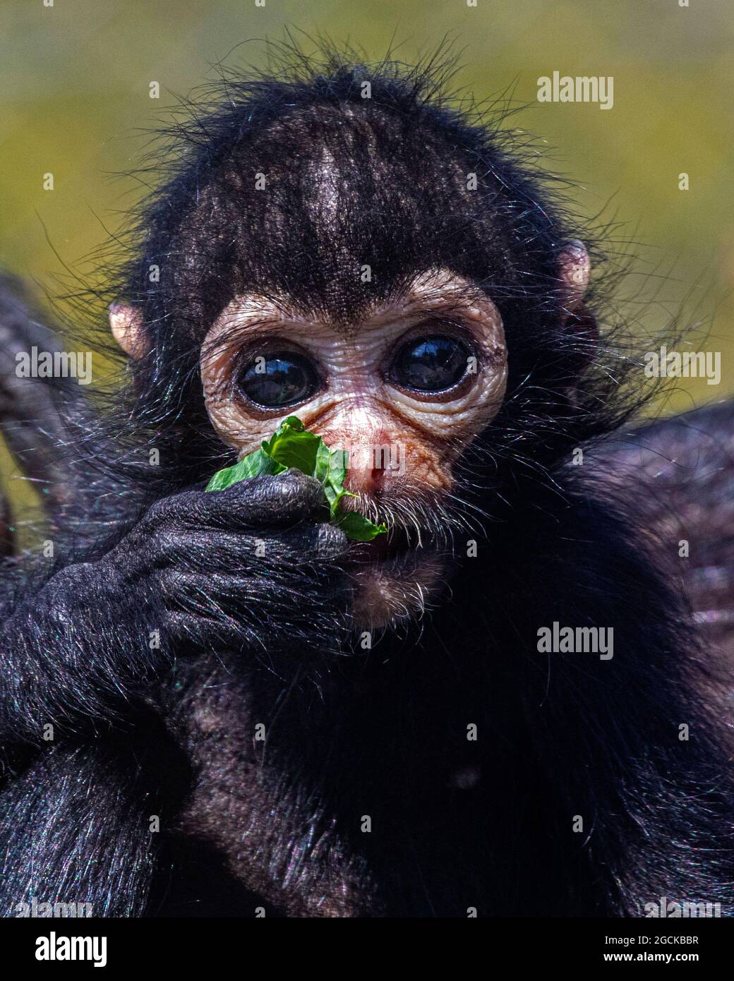 Spider Monkey Eating