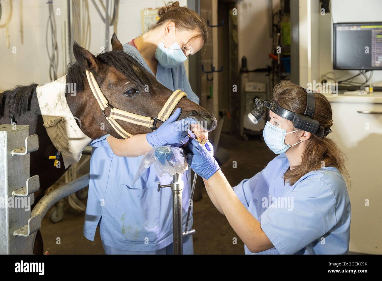 Illustration picture shows the examination of the teeth of a horse, at
