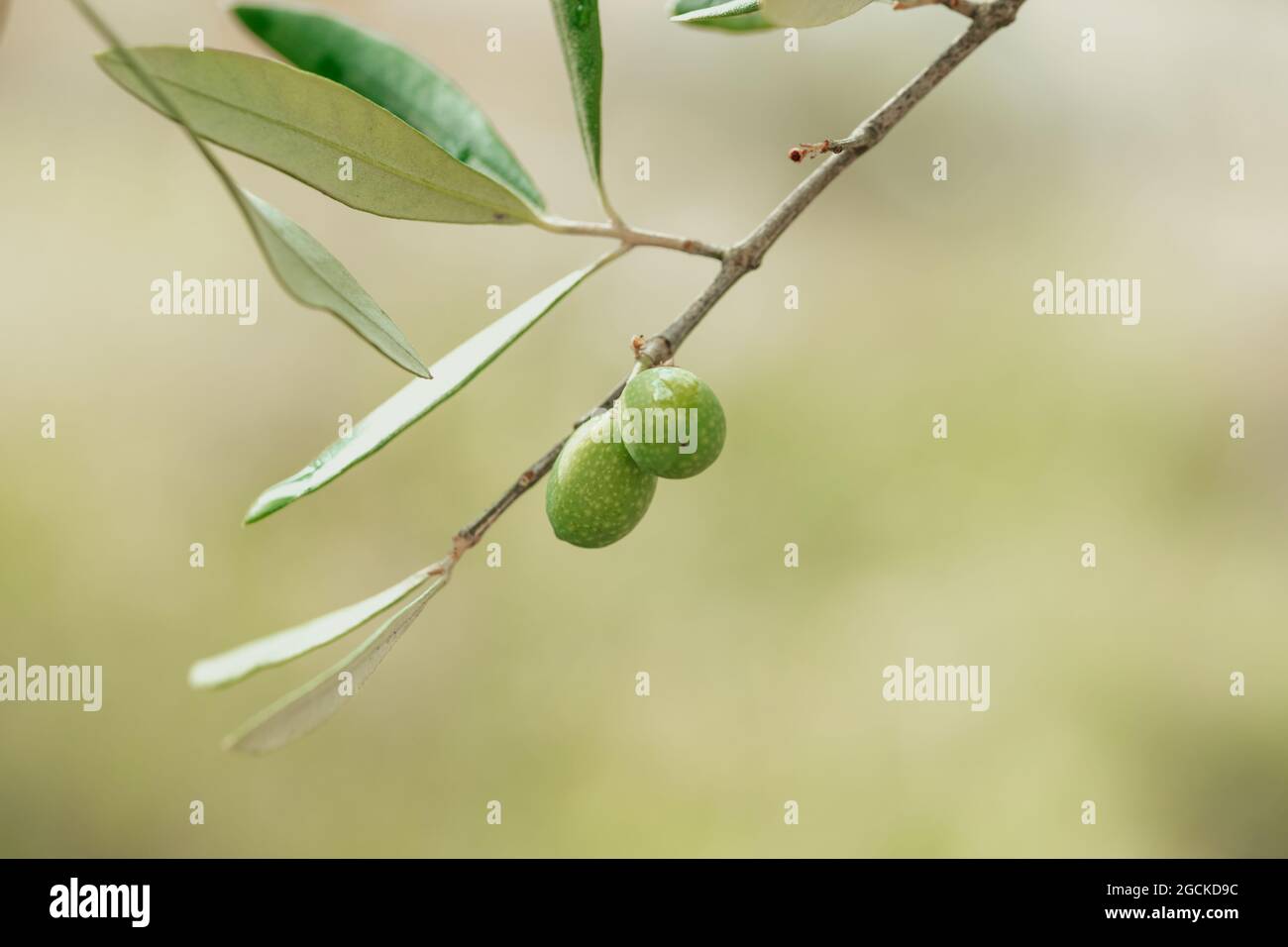 Close up shot of green olive fruits on an olive tree branch on a sunny ...