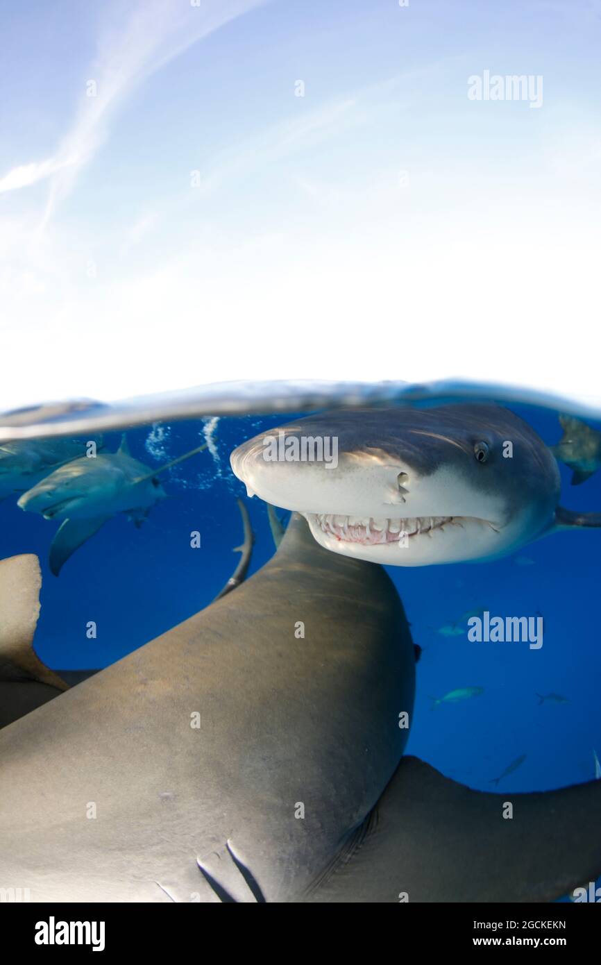 Lemon Sharks (Negaprion brevirostris) at the Surface, Split Shot. Tiger Beach, Bahamas Stock Photo