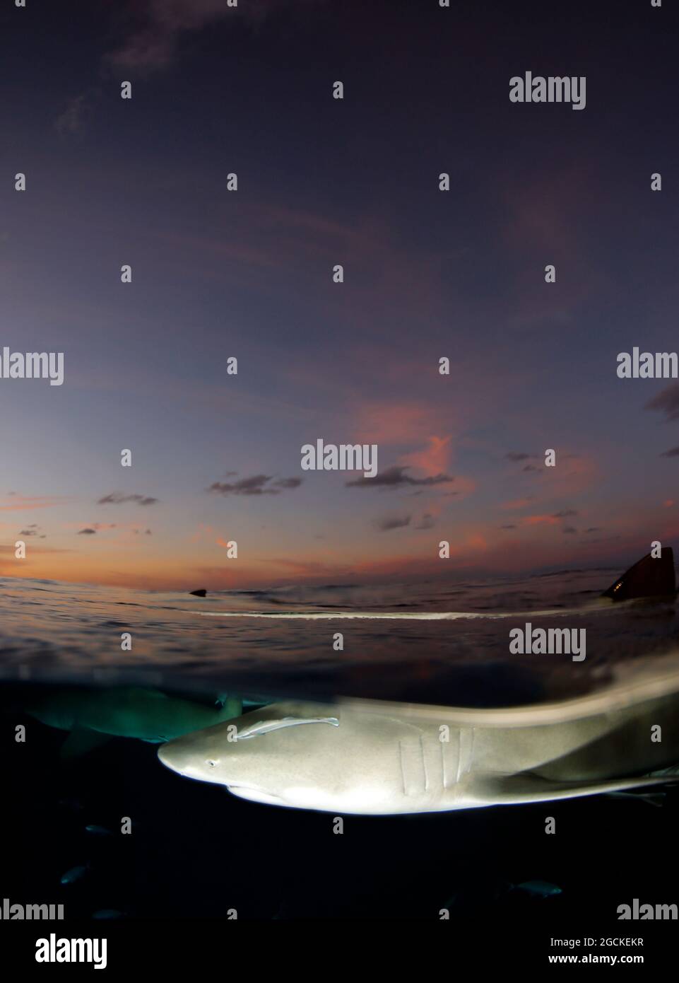 Lemon Sharks (Negaprion brevirostris) at the Surface, Sunset Split Shot. Tiger Beach, Bahamas Stock Photo