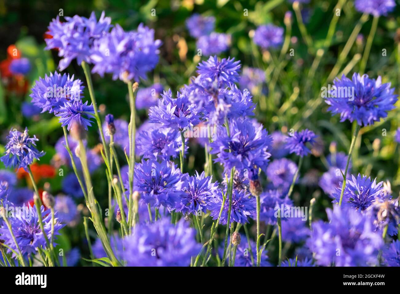 Blue cornflowers (Centaurea cyanus) in bloom in a country garden herbaceous border in summer Carmarthenshire Wales UK KATHY DEWITT Stock Photo