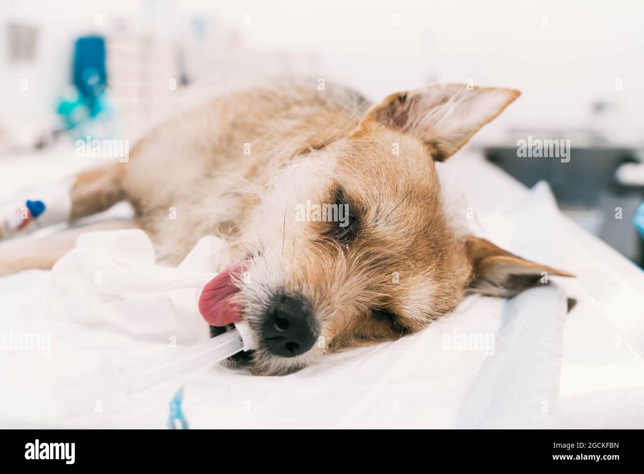 Dog under anesthesia with tube in mouth lying on operating table during surgery in veterinary