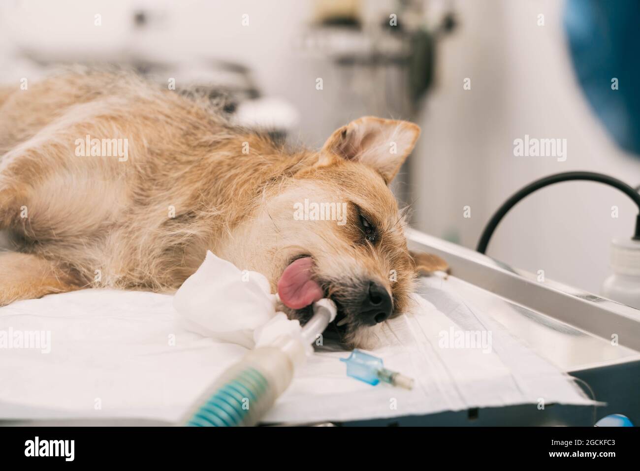 Dog under anesthesia with tube in mouth lying on operating table during