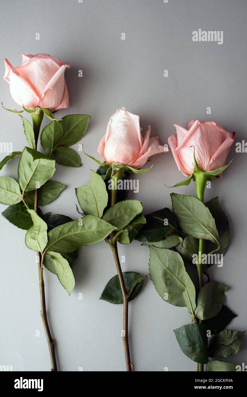 From above pink roses with green leaves lying on table Stock Photo