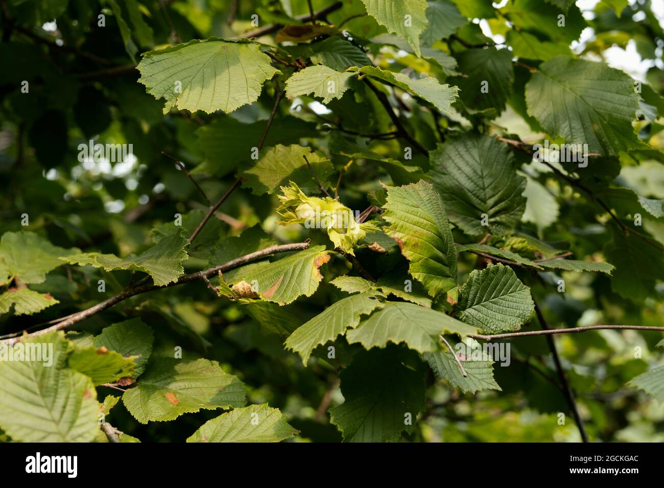 Hazelnut tree in deciduous forest in wild nature Stock Photo Alamy
