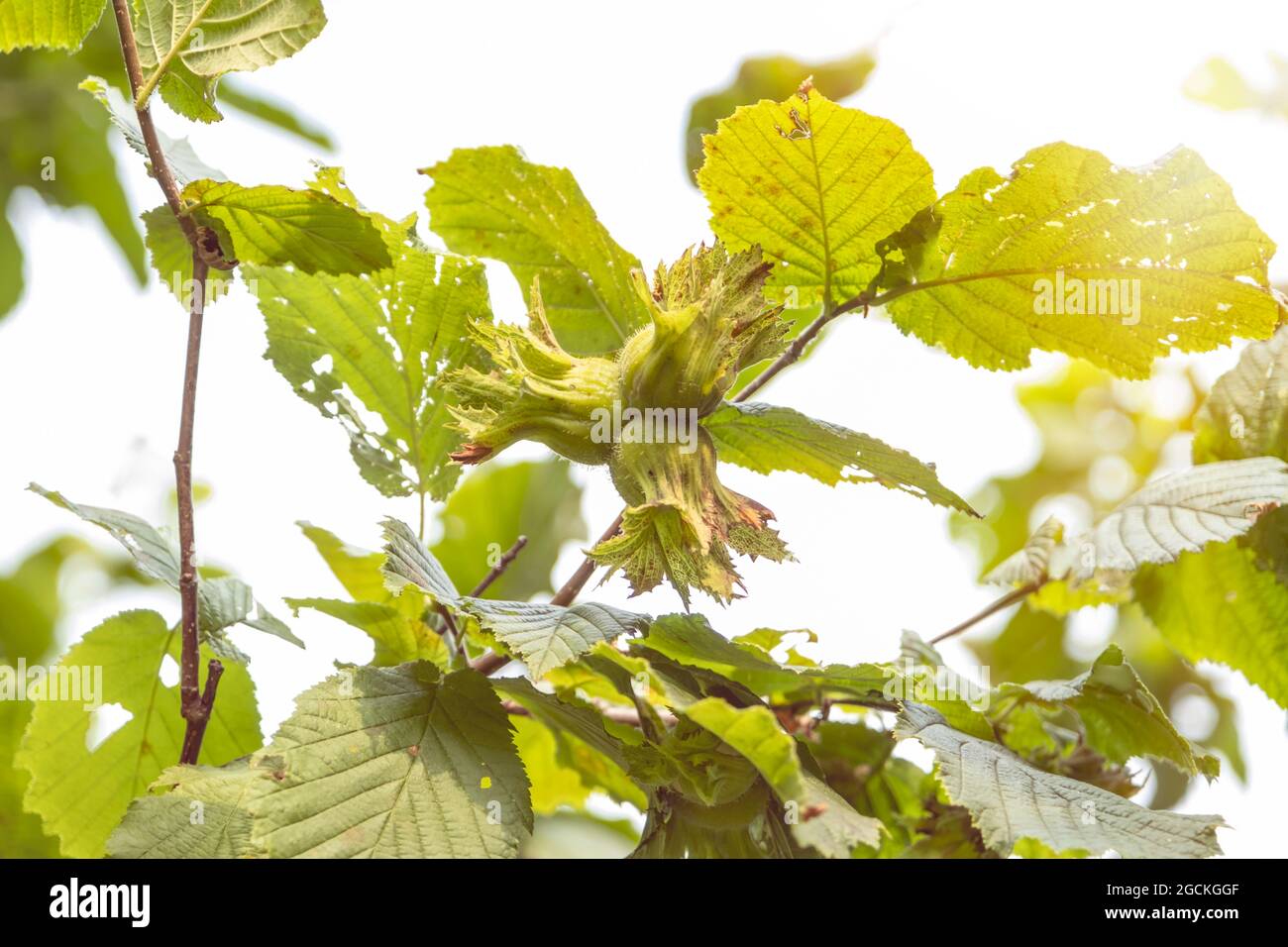 Young hazel, green hazelnut nuts, grow on a tree Stock Photo Alamy