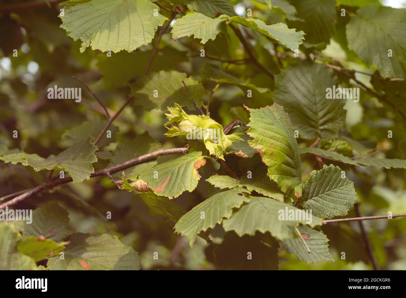 Green hazelnuts are growing on the tree. Stock Photo
