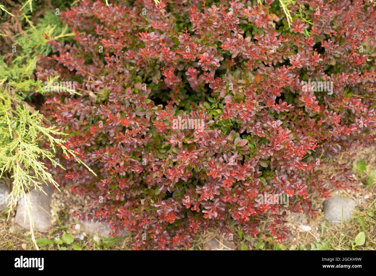 Red plant in the garden without flowers. Small leaves on thin stems of