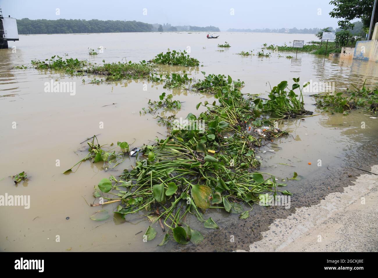 Floating Water Hyacinth (Eichhornia crassipes) on the Ganges at Rani Ghat besides Strand Road