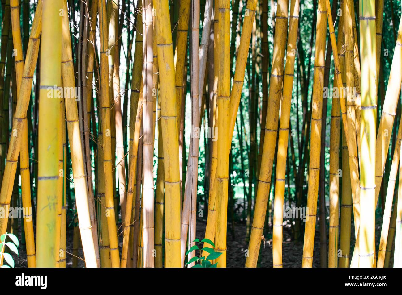 bamboo grove close up background Stock Photo Alamy