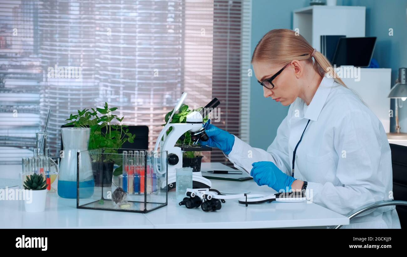 Female research scientist putting organic material with tweezers on slide and looking on it under the microscope in chemistry lab Stock Photo
