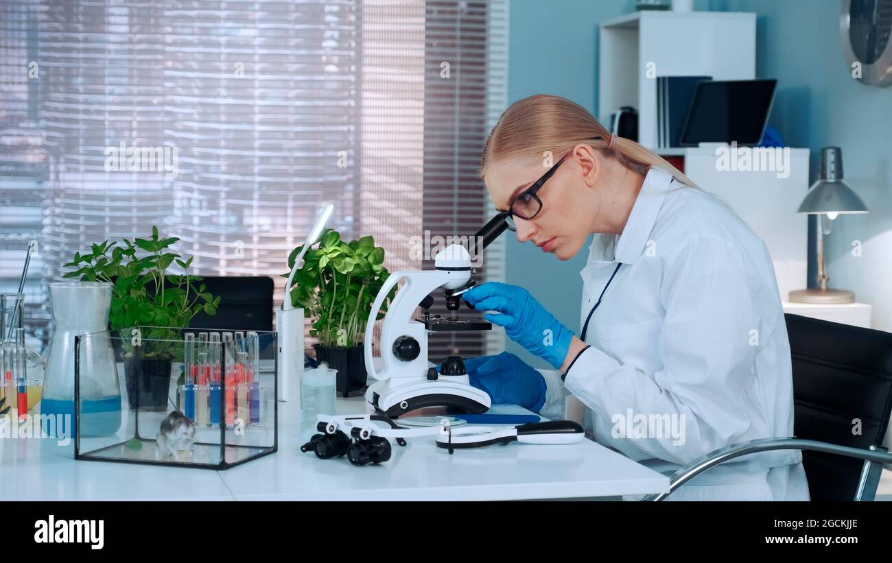 Female research scientist putting organic material with tweezers on slide and looking on it under the microscope in chemistry lab Stock Photo