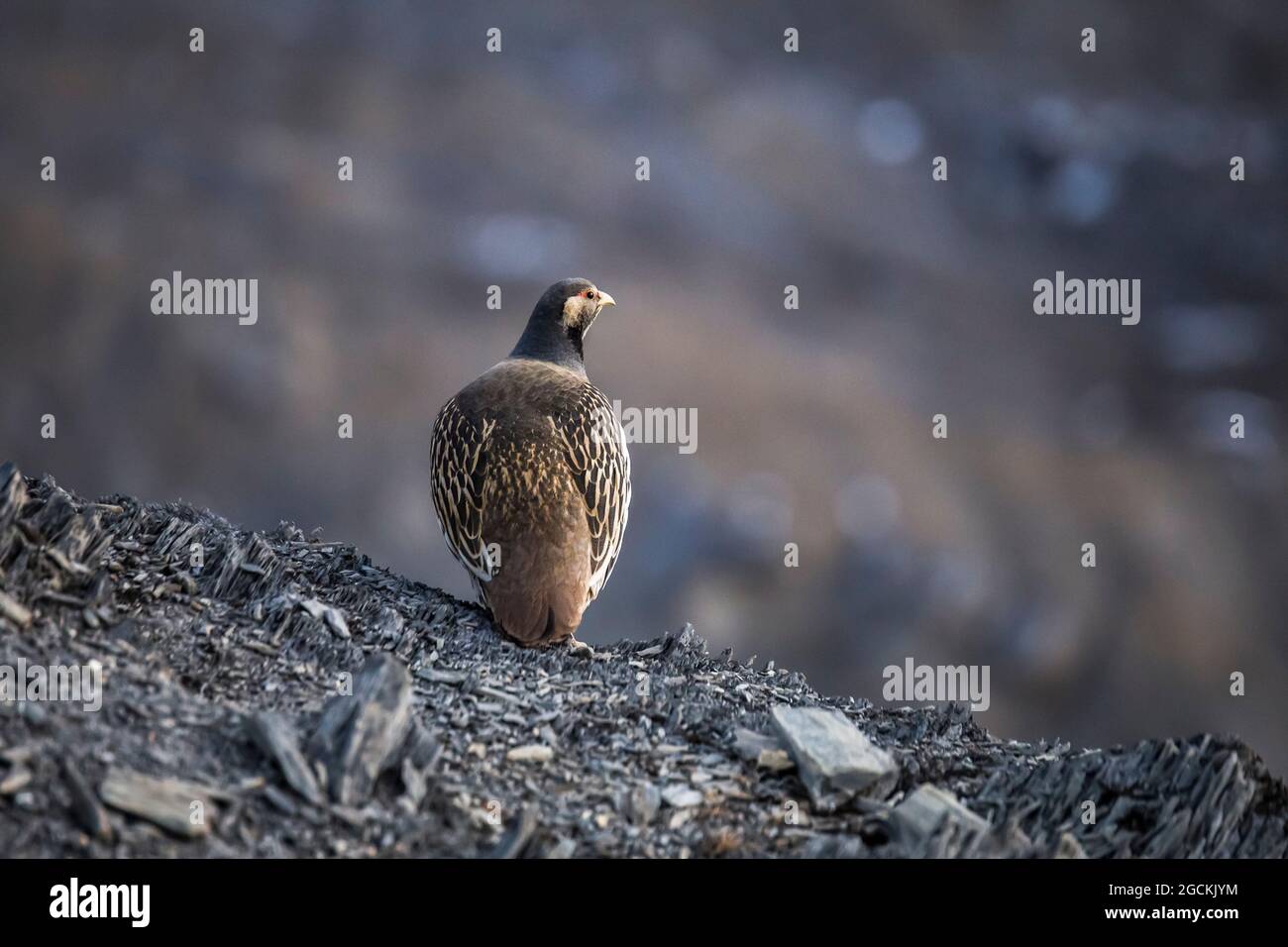 Himalayan snowcock with brown plumage sitting on rough rocky ground in highlands in Nepal Stock Photo
