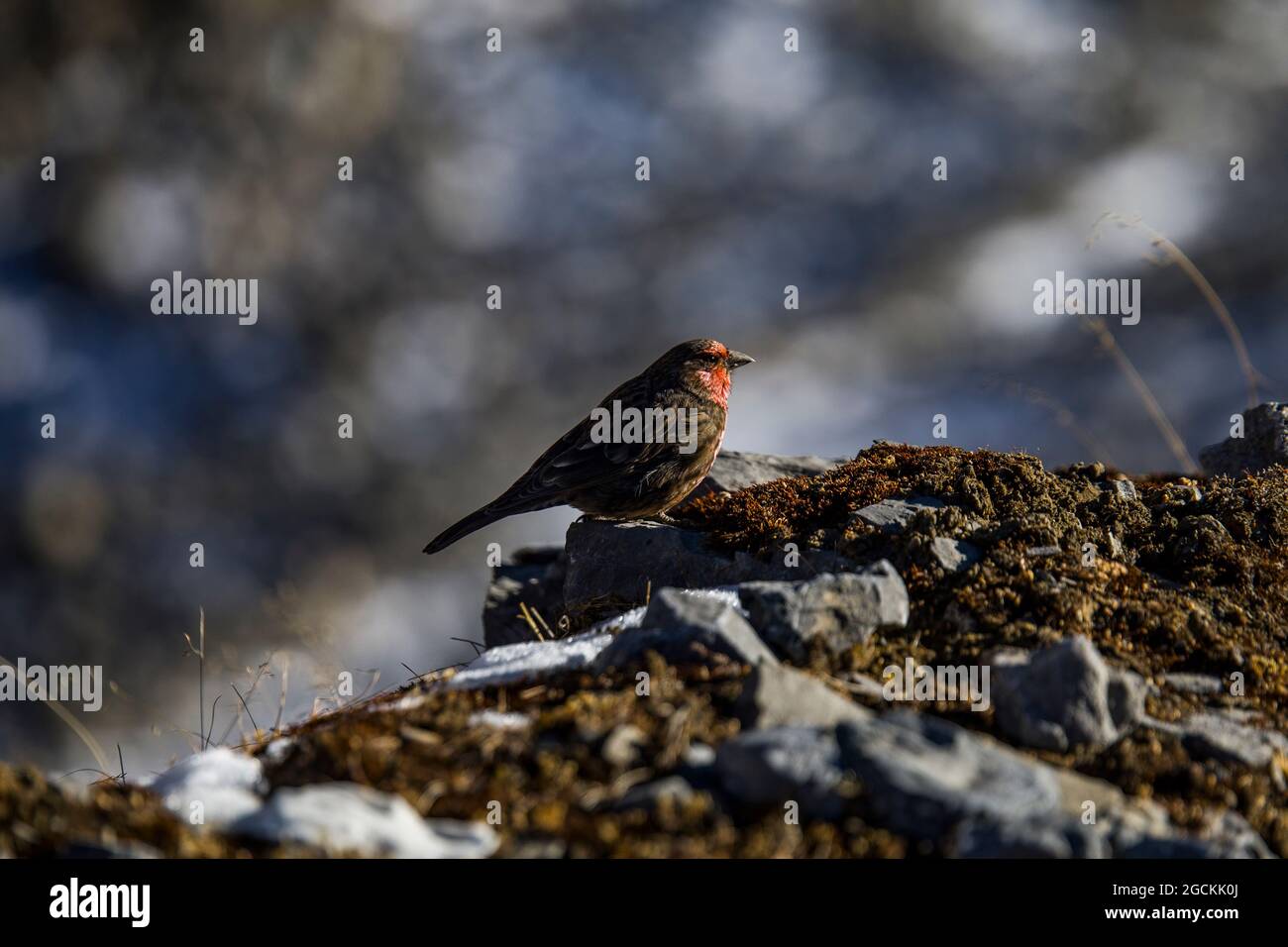 Side view of rosefinch bird with red and brown feathers sitting on rock in Himalayas mountains on sunny day in Nepal Stock Photo