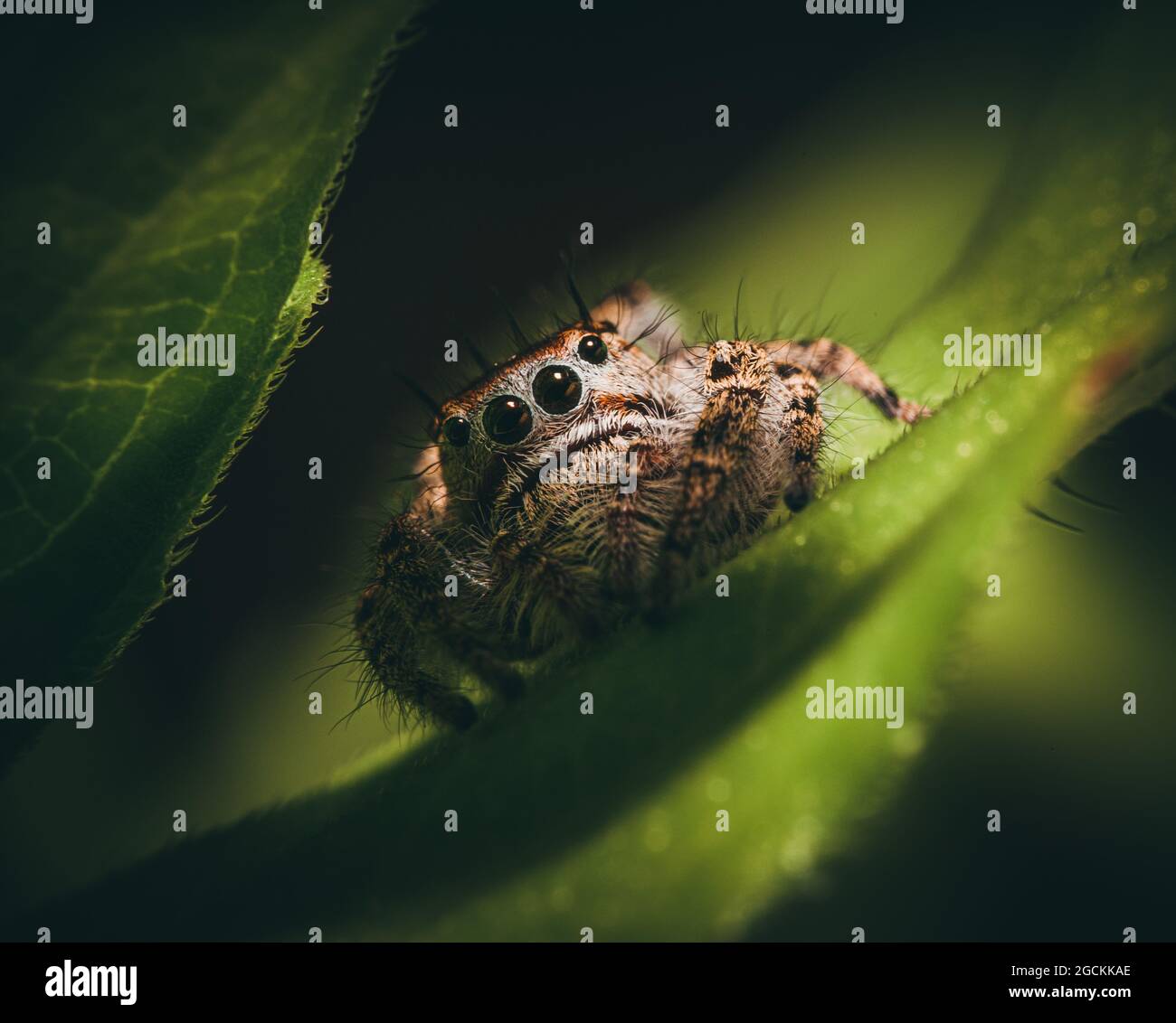 Selective focus shot of a jumping spider Stock Photo