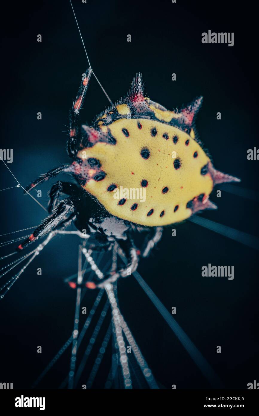 Vertical selective focus shot of a spiney-back orb weaver Stock Photo