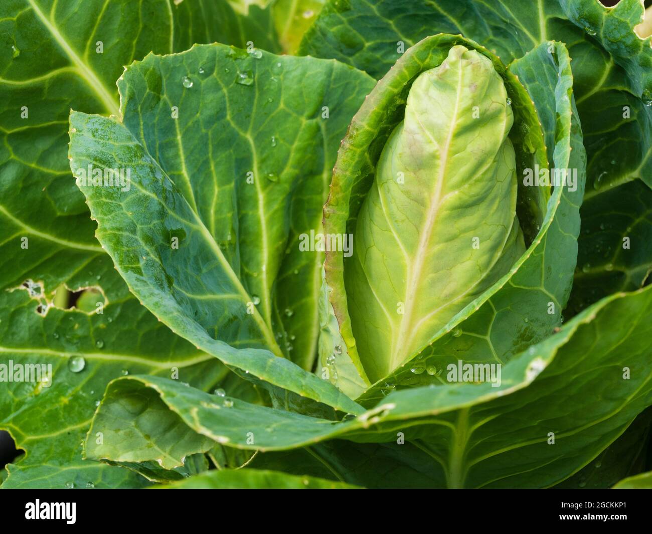 Developing head of the sweetheart type summer cabbage, Dutchman F1 Stock Photo