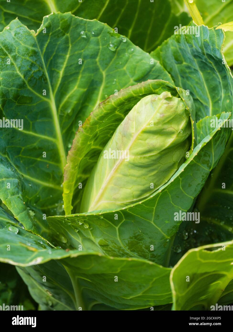 Developing head of the sweetheart type summer cabbage, Dutchman F1 Stock Photo