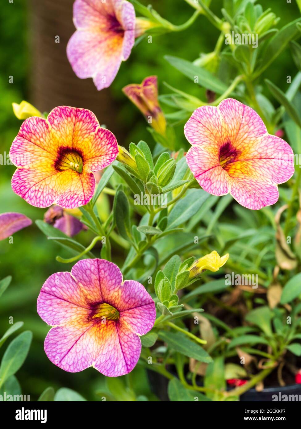 Pink and orange summer flowers of the tender hanging basket plant, Calibrachoa Chameleon 'Blueberry Scone' Stock Photo