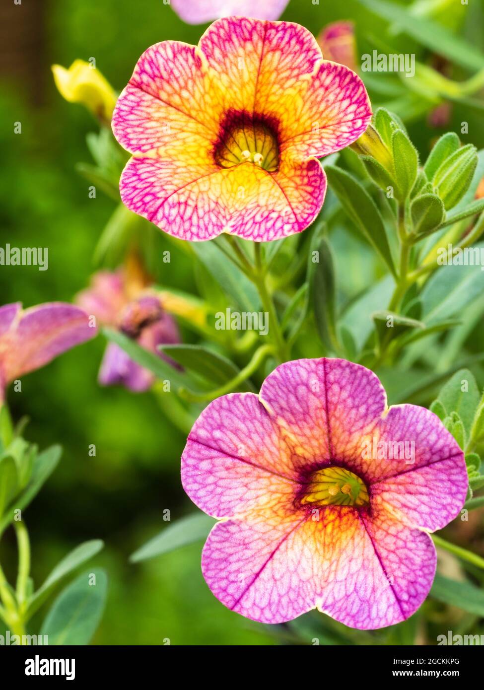 Pink and orange summer flowers of the tender hanging basket plant