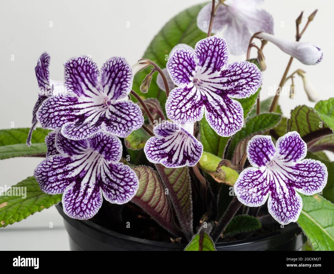 Purple and white streptocarpus hi-res stock photography and images - Alamy