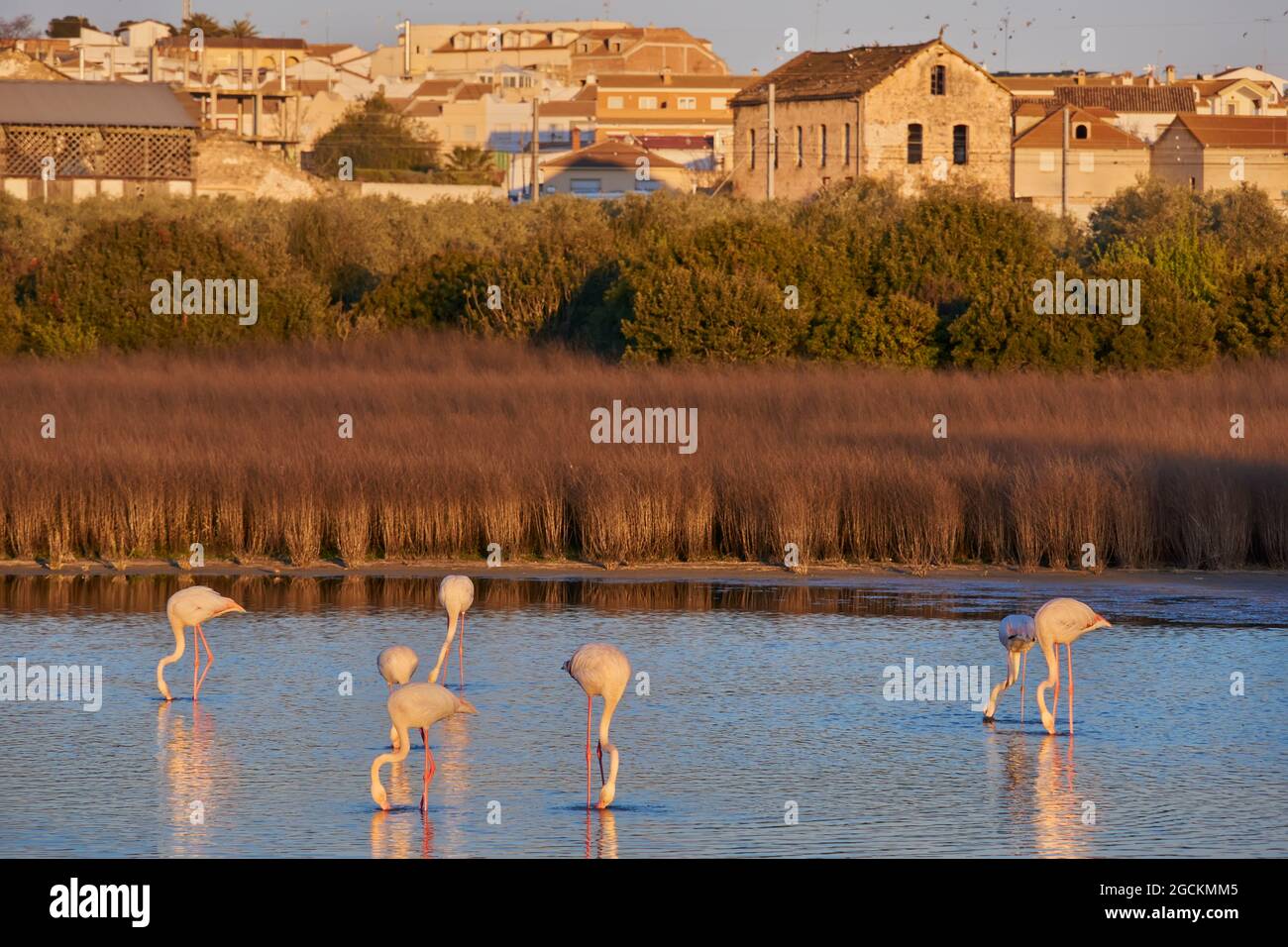 Pink flamingos in the stone fountain lagoon (Fuente Piedra) feeding on small crustaceans. Malaga, Spain Stock Photo
