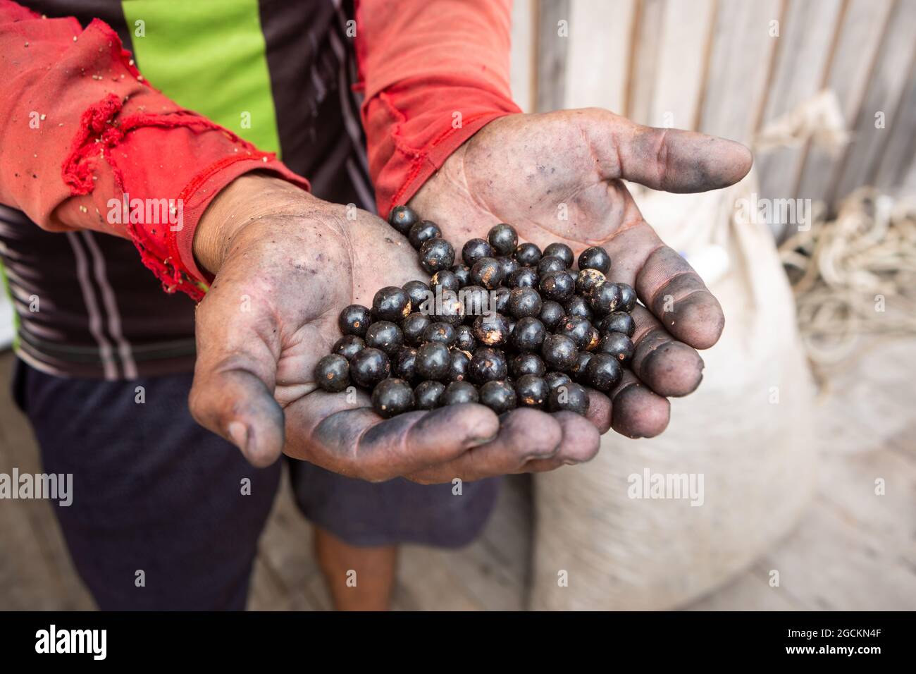 Close up of fresh acai berries fruit in man's dirty hand during harvest in the amazon rainforest, Brazil. Selective focus. Food, environment, ecology. Stock Photo