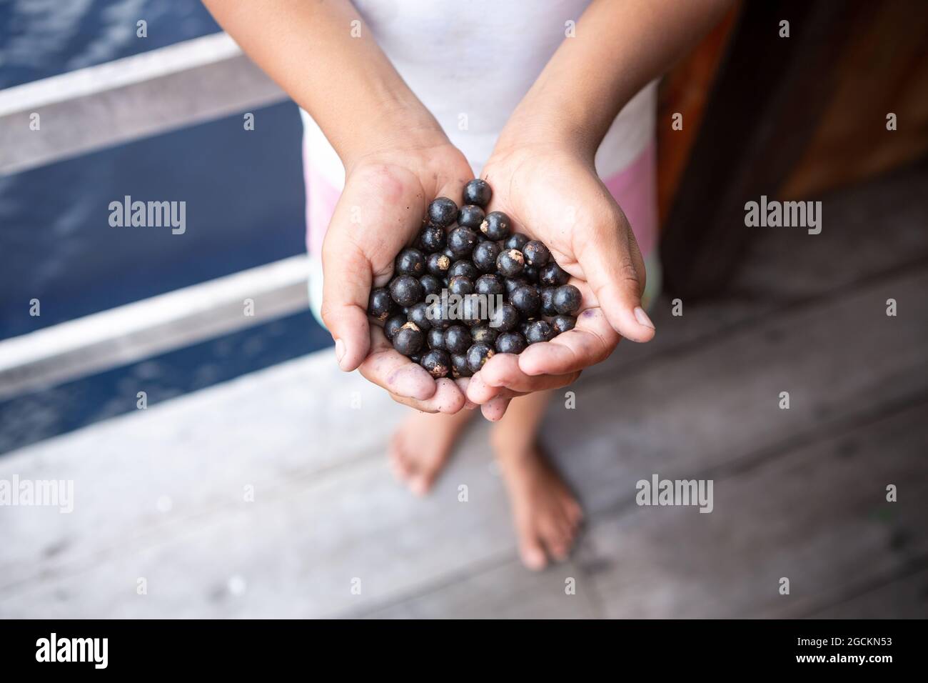 Boy hand and fresh acai berries fruit close up during harvest in the amazon rainforest, Brazil. Selective focus. Food, biodiversity, environment. Stock Photo