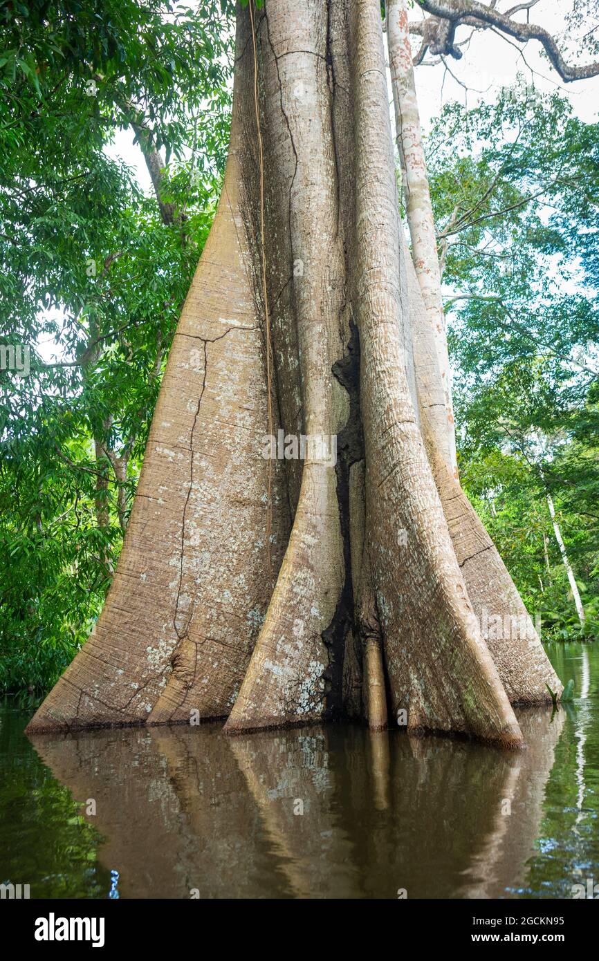 The giant Sumauma or Kapok tree, Ceiba pentandra, during flooded waters of the Amazonas river in the Amazon rainforest. Concept of biodiversity. Stock Photo